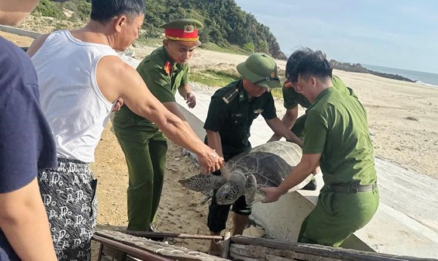 Cá thể rùa biển nặng 40kg mắc vào ngư cụ của ngư dân Cá thể rùa biển nặng 40kg mắc vào ngư cụ của ngư dân
