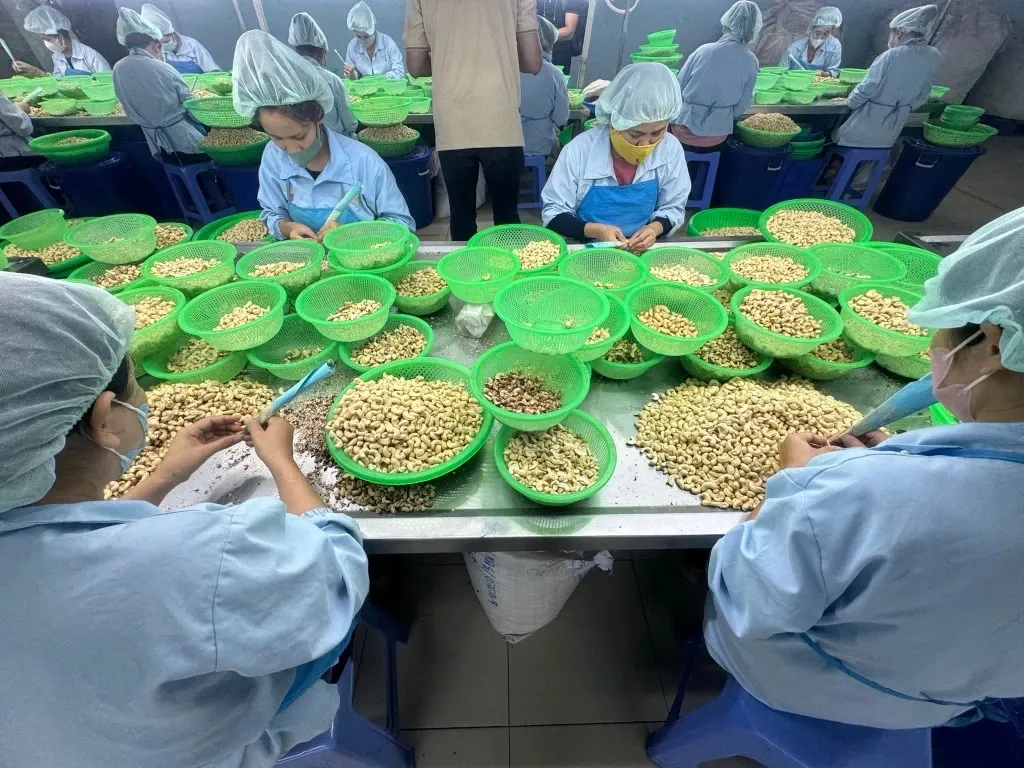 Ngành điều đối mặt nhiều thách thức, mục tiêu xuất khẩu năm 2026 được điều chỉnh giảm