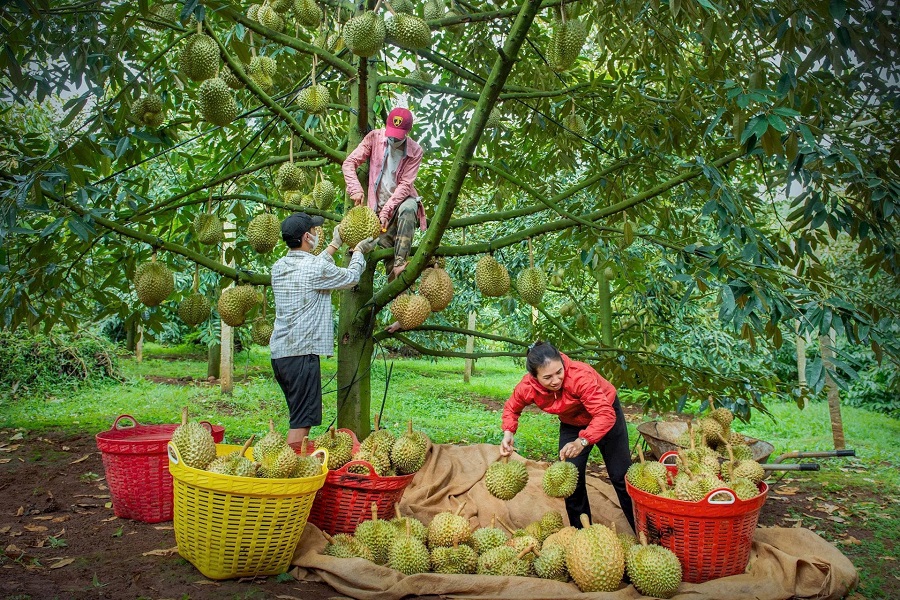 Sản xuất, chế biến, kinh doanh các sản phẩm nông sản từ vùng đất đỏ Bazan. Sản xuất, chế biến, kinh doanh các sản phẩm nông sản từ vùng đất đỏ Bazan.
