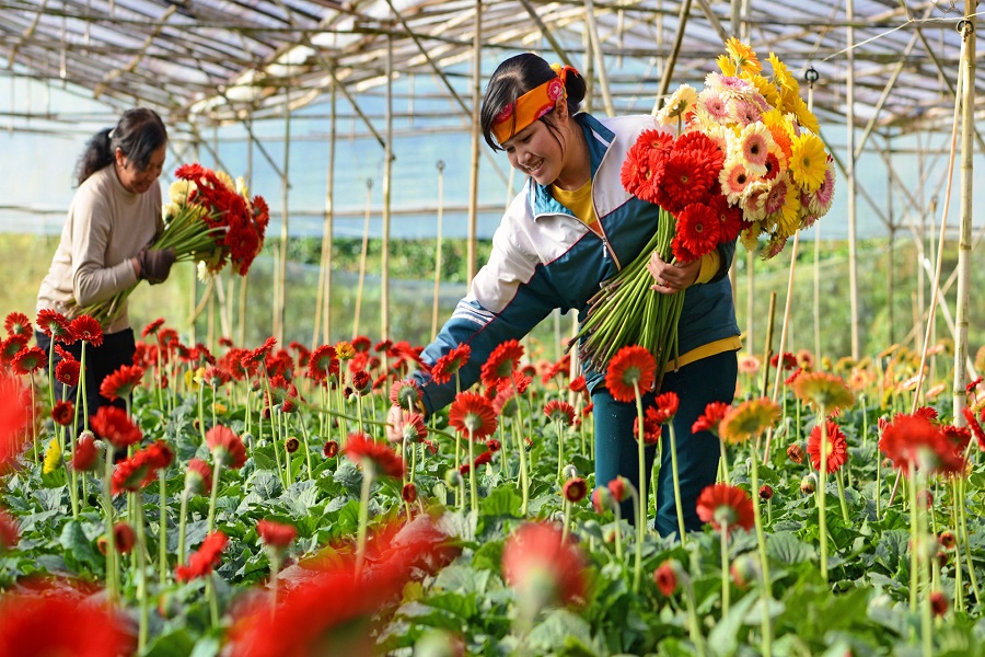 Thu hoạch hoa tại làng hoa Hà Đông. Thu hoạch hoa tại làng hoa Hà Đông.