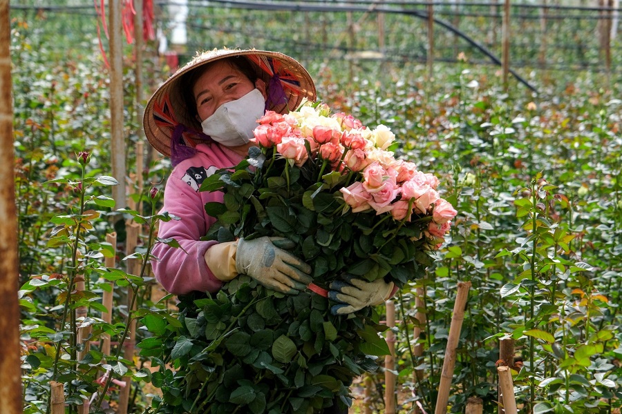 Với khí hậu mát mẻ, thích hợp nên các ấp trồng rau, hoa tại Đà Lạt hình thành rất sớm. Với khí hậu mát mẻ, thích hợp nên các ấp trồng rau, hoa tại Đà Lạt hình thành rất sớm.