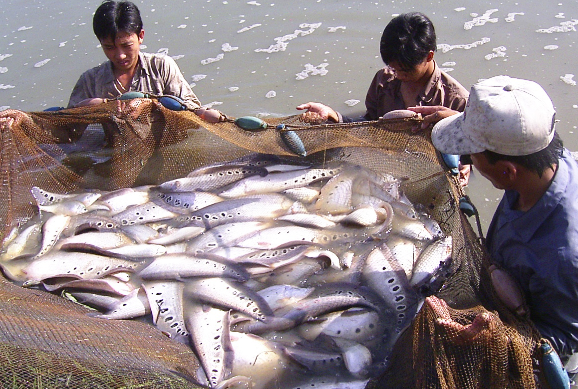 Thu hoạch c&aacute; th&aacute;t l&aacute;t