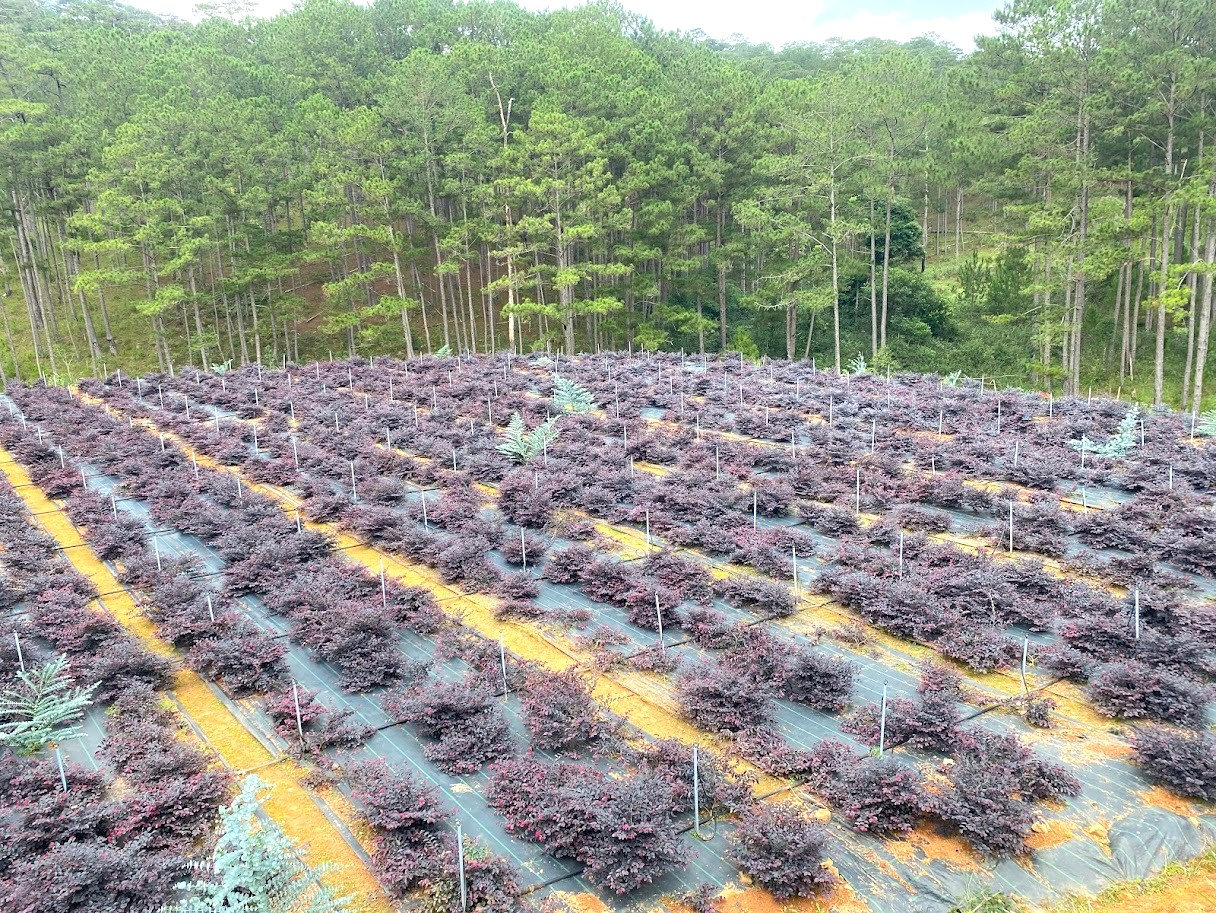 C&aacute;c giống hoa, l&aacute; nhập khẩu từ ch&acirc;u &Acirc;u, ch&acirc;u &Aacute; đang ph&aacute;t triển ph&ugrave; hợp với thổ nhưỡng tr&ecirc;n độ cao 1.500 m so với mặt biển
