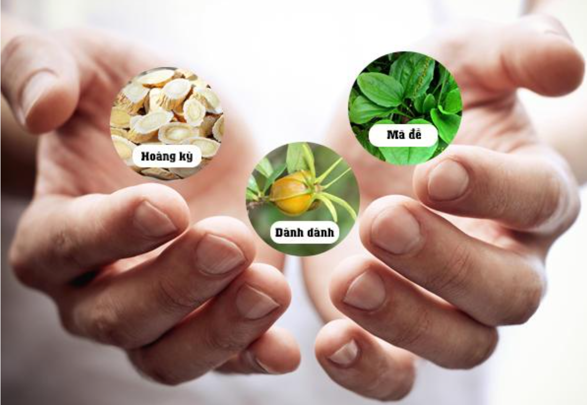 C&aacute;c thảo dược được chứng minh tốt cho thận