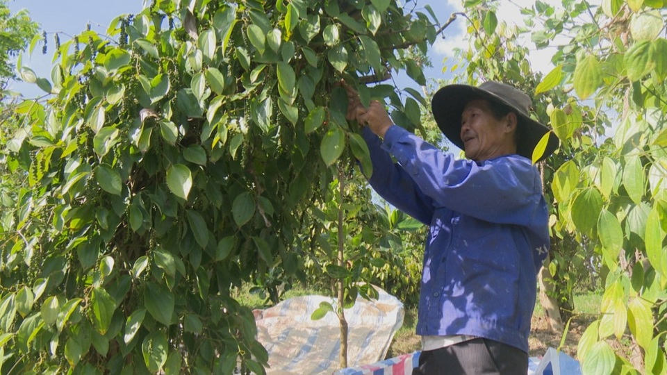 Giá tiêu hôm nay 25/6: Tiếp tục tăng