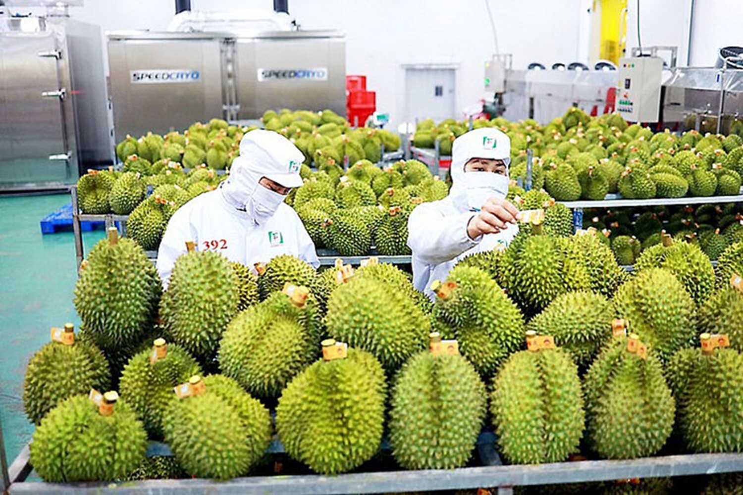 Xuất khẩu rau quả tăng tốc, doanh nghiệp phải nâng chuẩn để giữ thị trường
