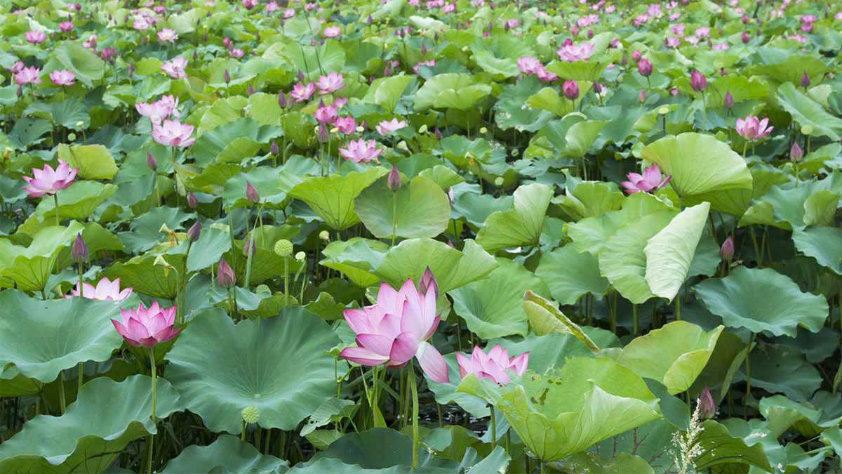 Cây sen mở hướng phát triển nông nghiệp xanh, đa giá trị cho Hà Nội