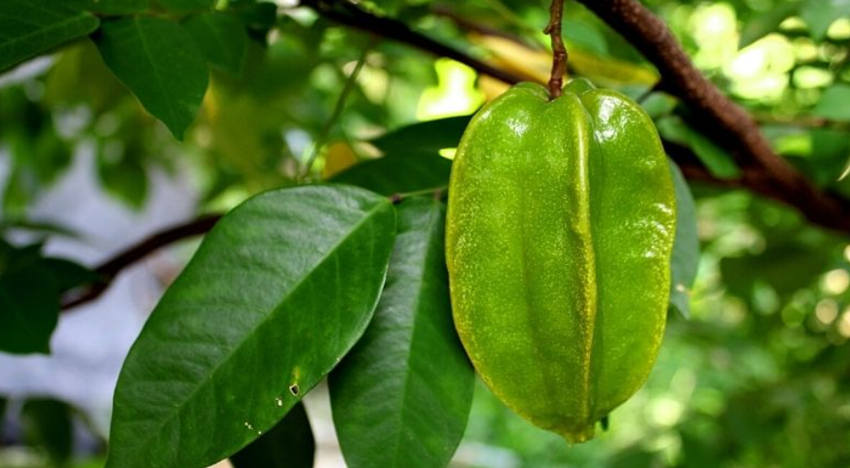 Mọc um tùm quanh nhà nhưng ít người biết loại quả này có nhiều lợi ích cho sức khỏe