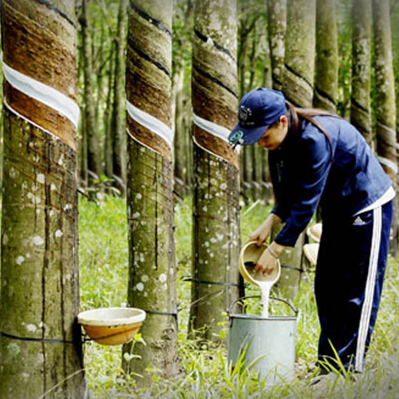 Xuất khẩu cao su trước áp lực tái cơ cấu: Tìm dư địa tăng trưởng mới