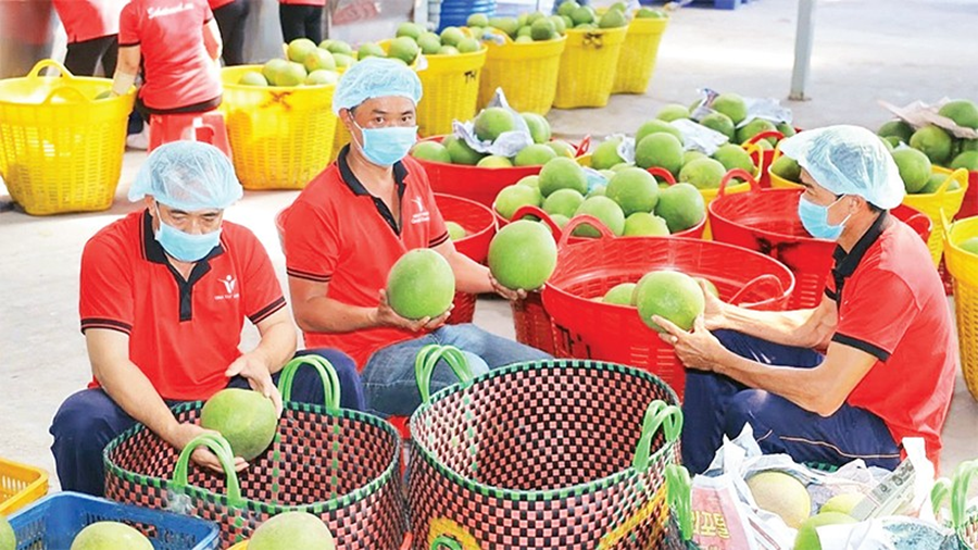 Xuất siêu nông sản duy trì đà tăng nhờ nâng cao giá trị và mở rộng thị trường