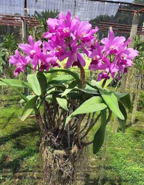 Gi&ograve; Phong Lan Cattleya 2 l&aacute;.
