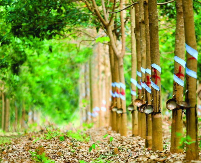 Giá cao su hôm nay 1/7: Thị trường khởi sắc