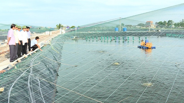 Kim Sơn phát triển mạnh nuôi trồng thủy sản tại các xã bãi ngang Kim Sơn phát triển mạnh nuôi trồng thủy sản tại các xã bãi ngang