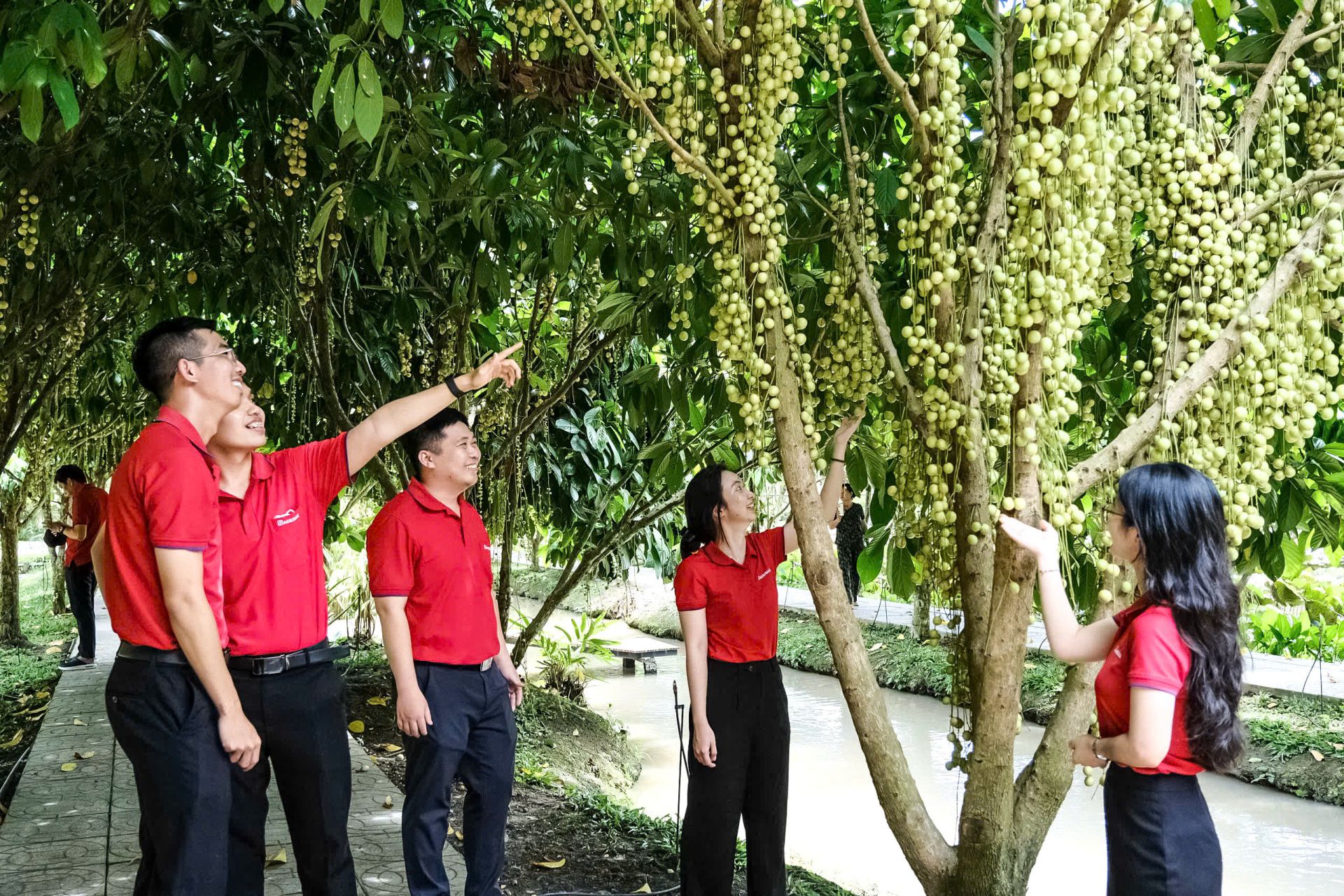 Cán bộ Agribank Chi nhánh Kiên Giang tham quan mô hình vườn dâu sinh thái Mê Linh Gia Cán bộ Agribank Chi nhánh Kiên Giang tham quan mô hình vườn dâu sinh thái Mê Linh Gia