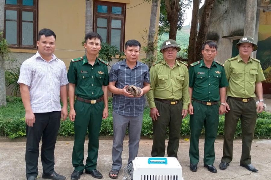 Quảng Trị: Tiếp nhận 2 cá thể tê tê quý hiếm do người dân tự nguyện giao nộp