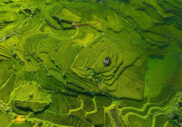 Sa Pa mùa lúa xanh có gì mà khiến tín đồ xê dịch “đứng ngồi không yên”?