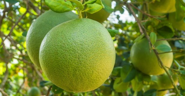 Bưởi có gì đặc biệt mà từ vỏ đến ruột đều được tận dụng?