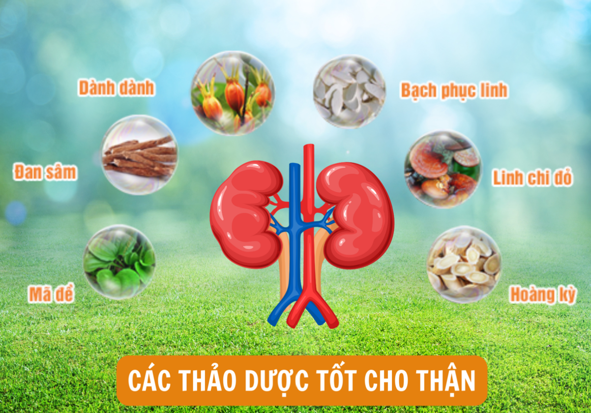 Các thảo dược tốt cho người suy thận giai đoạn 2 Các thảo dược tốt cho người suy thận giai đoạn 2