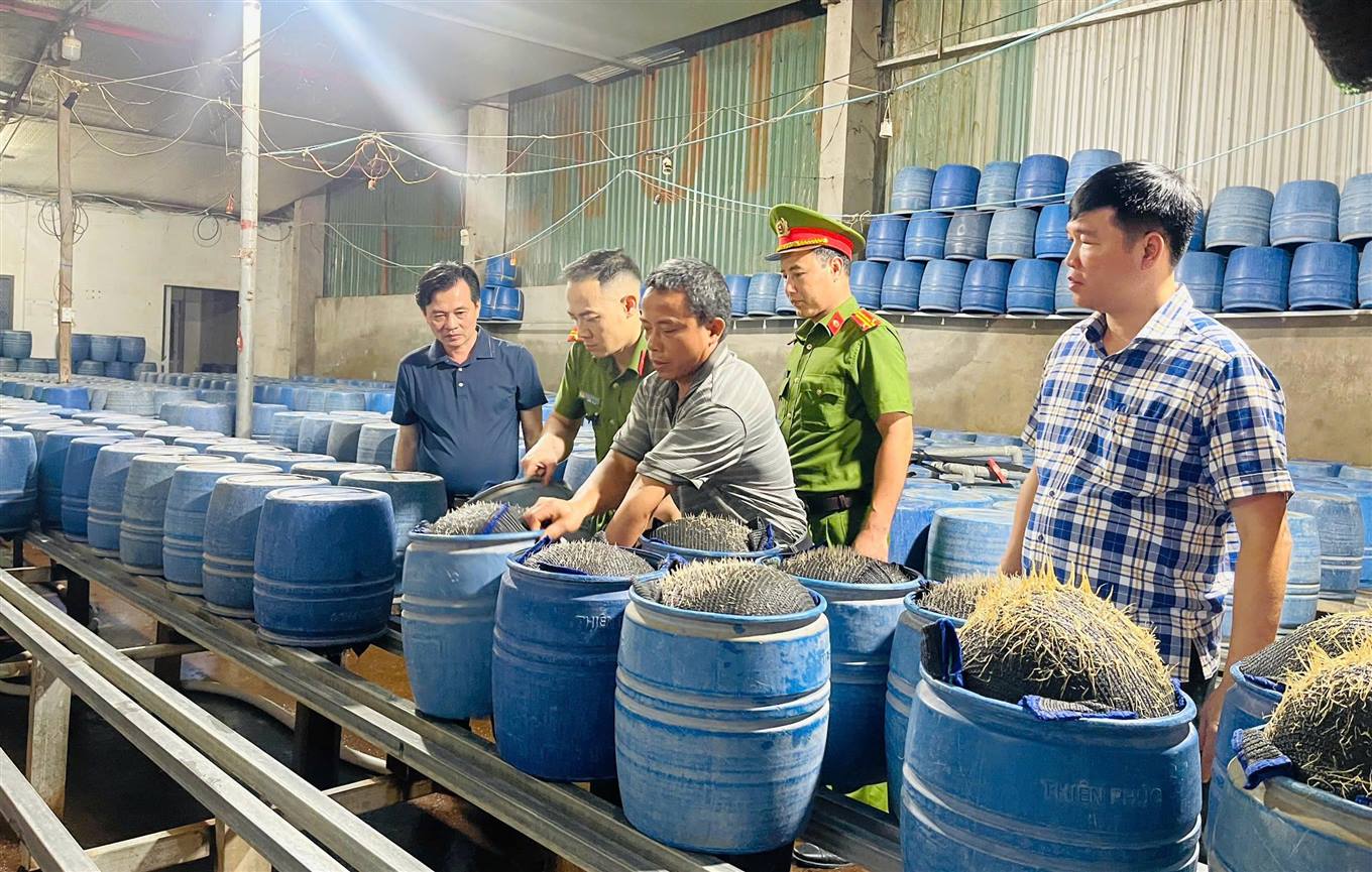 Công an tỉnh Lào Cai phát hiện, triệt phá 2 cơ sở dùng hóa chất độc hại làm giá đỗ bán ra thị trường Công an tỉnh Lào Cai phát hiện, triệt phá 2 cơ sở dùng hóa chất độc hại làm giá đỗ bán ra thị trường