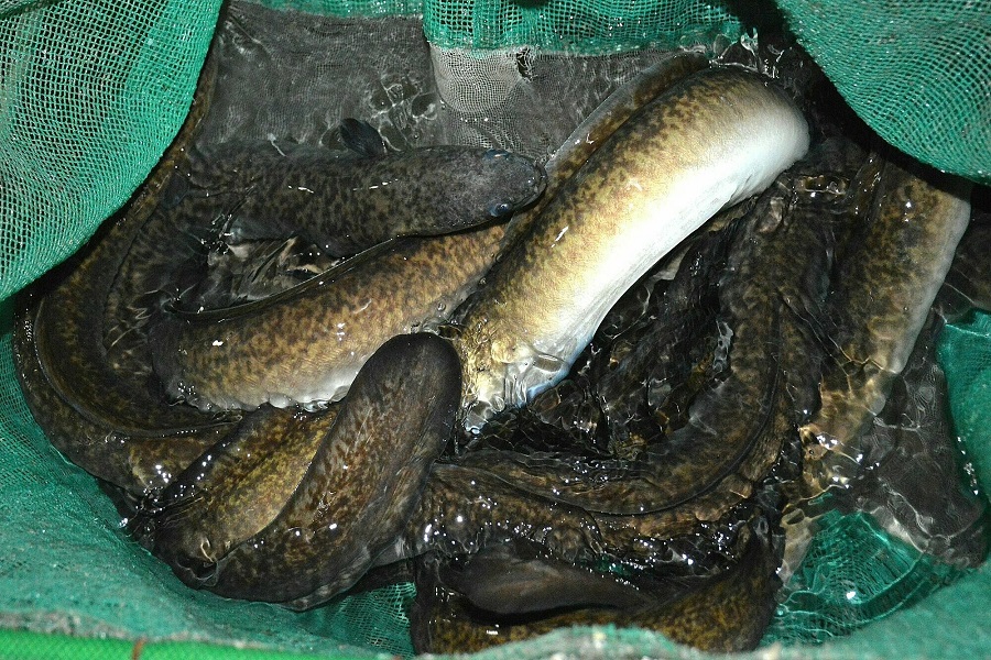 Mỗi vụ nu&ocirc;i, hộ &ocirc;ng Nguyễn Quang Trang thu hoạch được khoảng 2.000 kg c&aacute; thương phẩm.