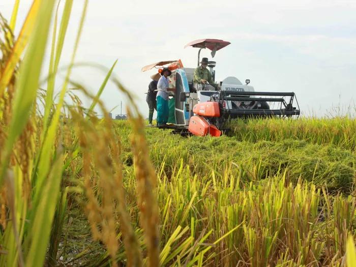 Giá lúa gạo hôm nay 6/7: Gạo thơm Việt Nam giữ giá cao, lúa trong nước ổn định