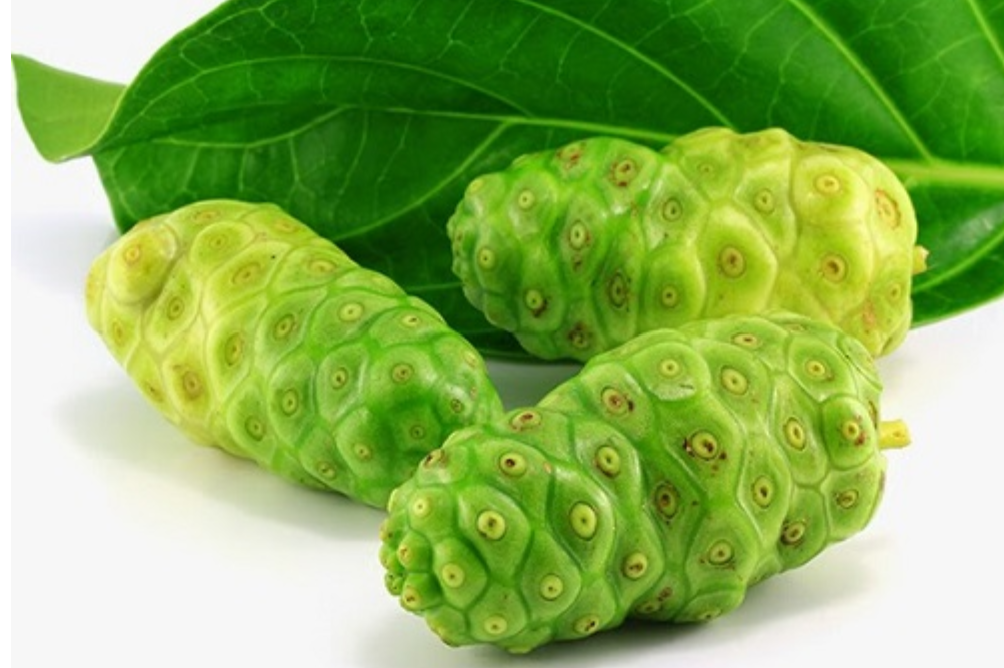Cao Nhàu giúp giảm tình trạng ngứa do mề đay, dị ứng Cao Nhàu giúp giảm tình trạng ngứa do mề đay, dị ứng