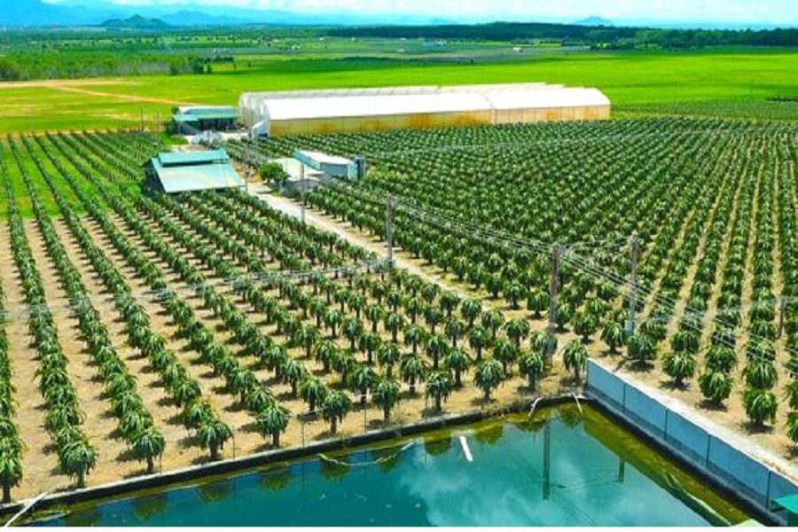 Vườn thanh long đạt ti&ecirc;u chuẩn VietGAP ở L&acirc;m Đồng