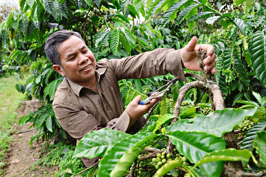 Sản phẩm c&agrave; ph&ecirc; Ho&agrave;ng Gia của HTX được c&ocirc;ng nhận OCOP 3 sao.