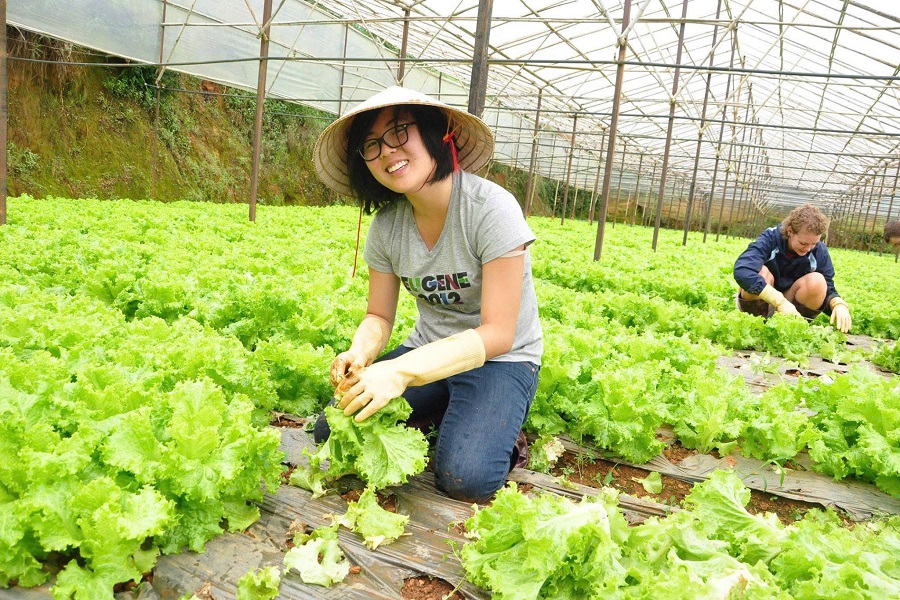 Du khách trải nghiệm du lịch canh nông tại khu vực Đà Lạt. Ảnh: Tuấn Linh Du khách trải nghiệm du lịch canh nông tại khu vực Đà Lạt. Ảnh: Tuấn Linh