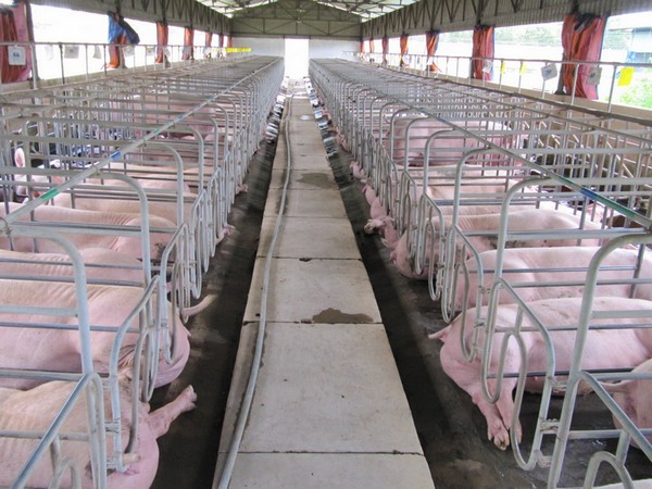 Giá heo hơi hôm nay 8/7: Một số địa phương giảm 1.000 đồng/kg