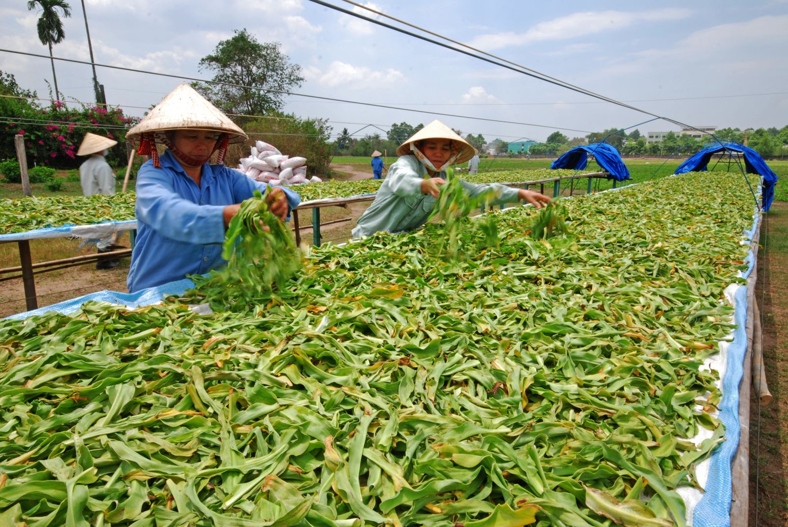 Lào Cai chuẩn bị ban hành chính sách mới, tạo động lực phát triển ngành dược liệu