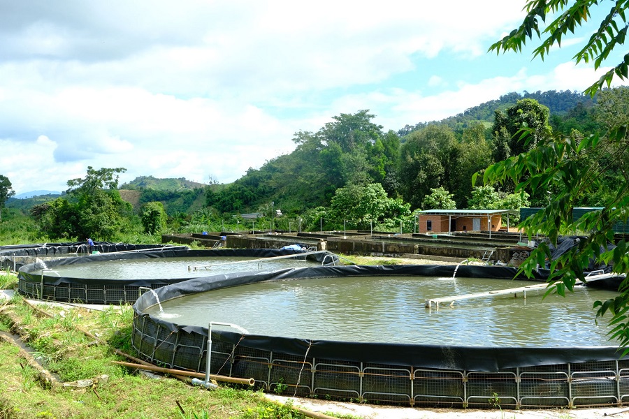 Từ lợi thế thi&ecirc;n nhi&ecirc;n đặc biệt, nghề nu&ocirc;i c&aacute; tầm đ&atilde; mang lại gi&aacute; trị kinh tế cao cho người d&acirc;n v&agrave; doanh nghiệp tại tỉnh L&acirc;m Đồng. Ảnh: Ho&agrave;ng Sa