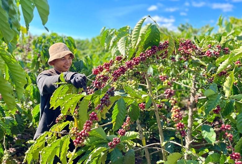 Giá cà phê Tây Nguyên tăng hơn 6.000 đồng/kg, lên mức cao nhất trong hơn 5 tháng Giá cà phê Tây Nguyên tăng hơn 6.000 đồng/kg, lên mức cao nhất trong hơn 5 tháng