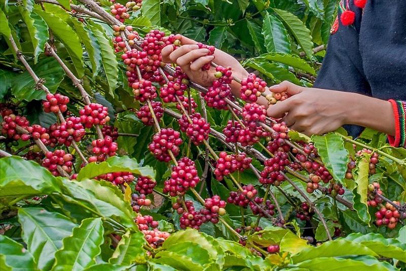 Giá cà phê hôm nay 11/7: Tăng sốc hơn 6.000 đồng/kg, vượt 98.000 đồng
