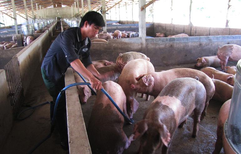 Giá heo hơi hôm nay 18/7: Cao nhất 67.000 đồng/kg