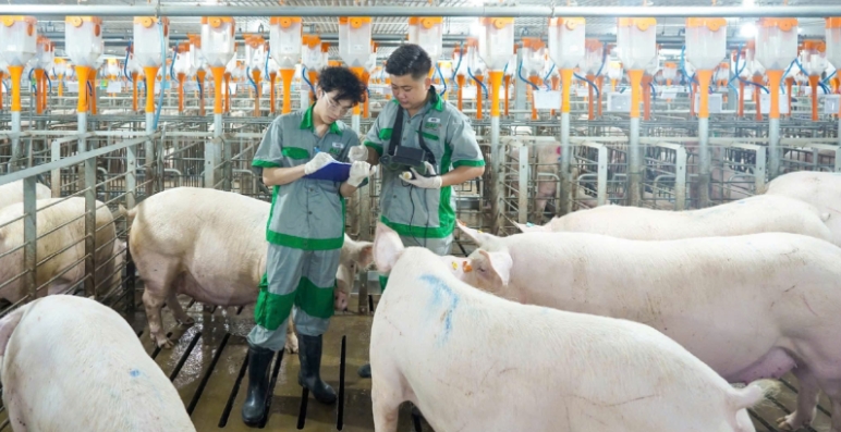Giá heo hơi hôm nay 15/7: Tăng tại một số địa phương