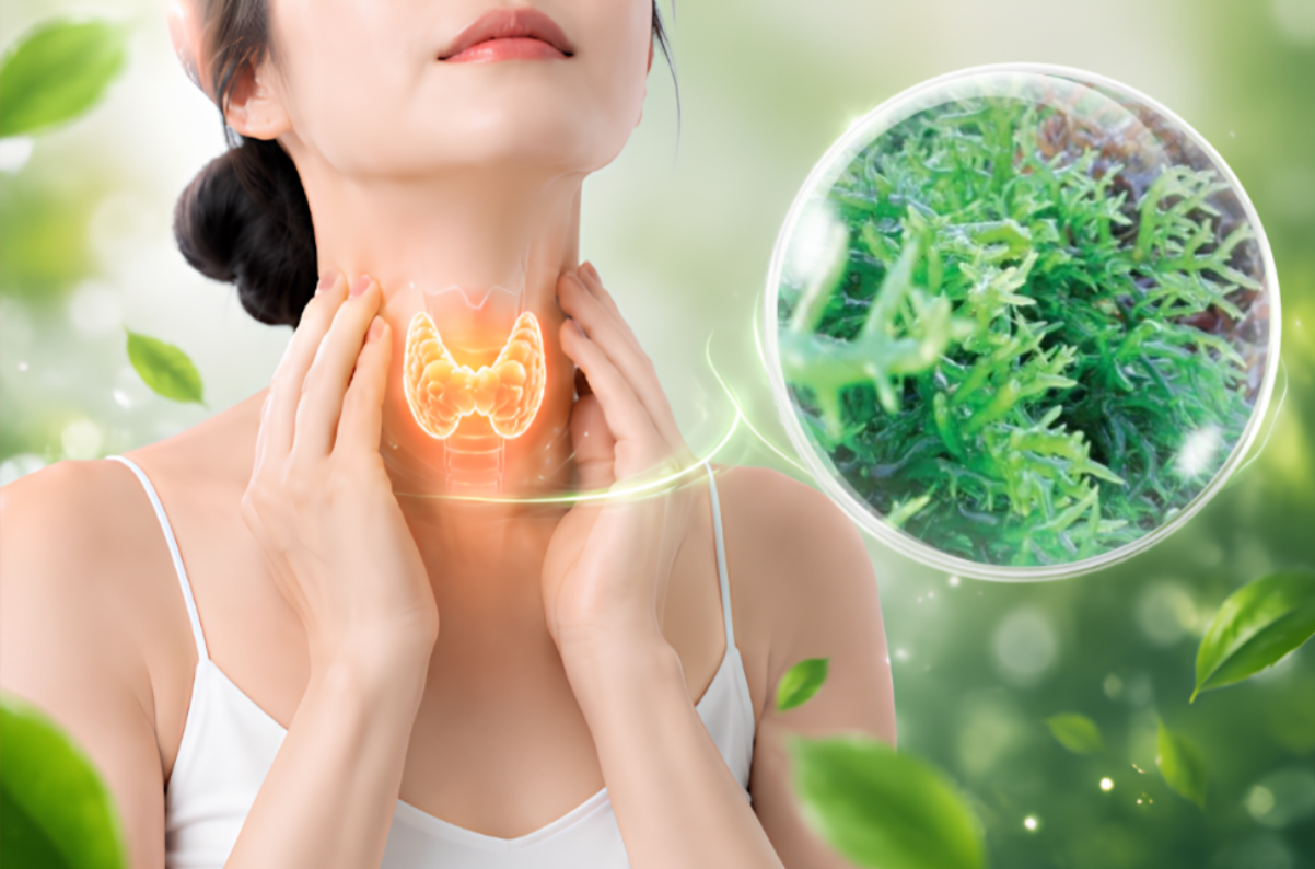Hải tảo - thảo dược hỗ trợ giảm triệu chứng bướu tuyến gi&aacute;p hiệu quả