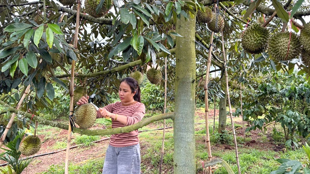 Đắk Lắk: Phát triển bền vững thương hiệu sầu riêng, mở rộng thị trường xuất khẩu