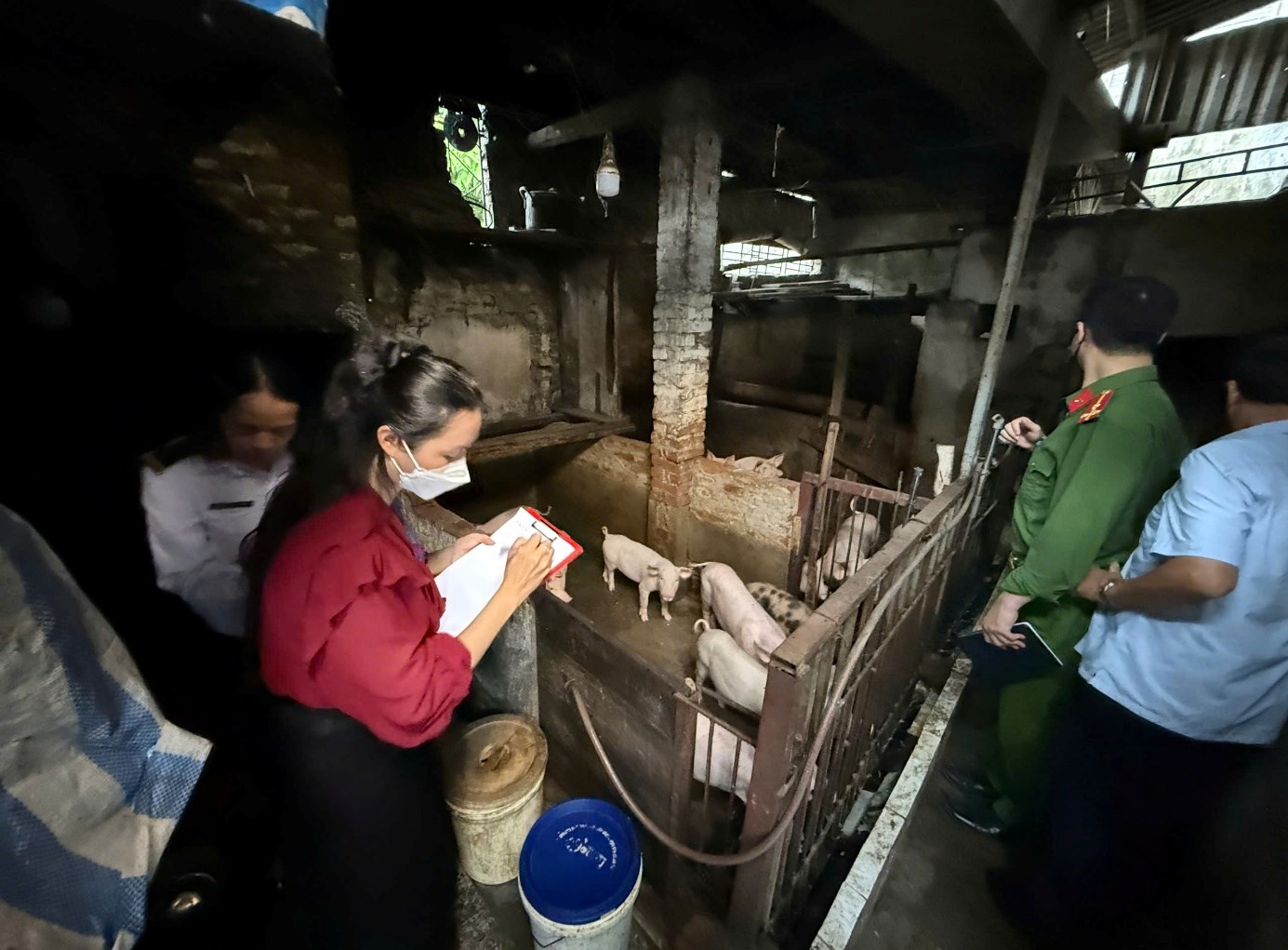 Hải Phòng: Xử phạt nghiêm hai cơ sở giết mổ gia súc trái phép tại Kiến An