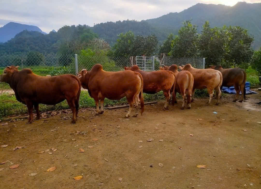 Khả năng chịu rét, sự dẻo dai trước thời tiết cực đoan đã tôi luyện nên một giống bò vàng bản địa có thể trạng khỏe mạnh, cơ bắp phát triển đặc trưng Khả năng chịu rét, sự dẻo dai trước thời tiết cực đoan đã tôi luyện nên một giống bò vàng bản địa có thể trạng khỏe mạnh, cơ bắp phát triển đặc trưng