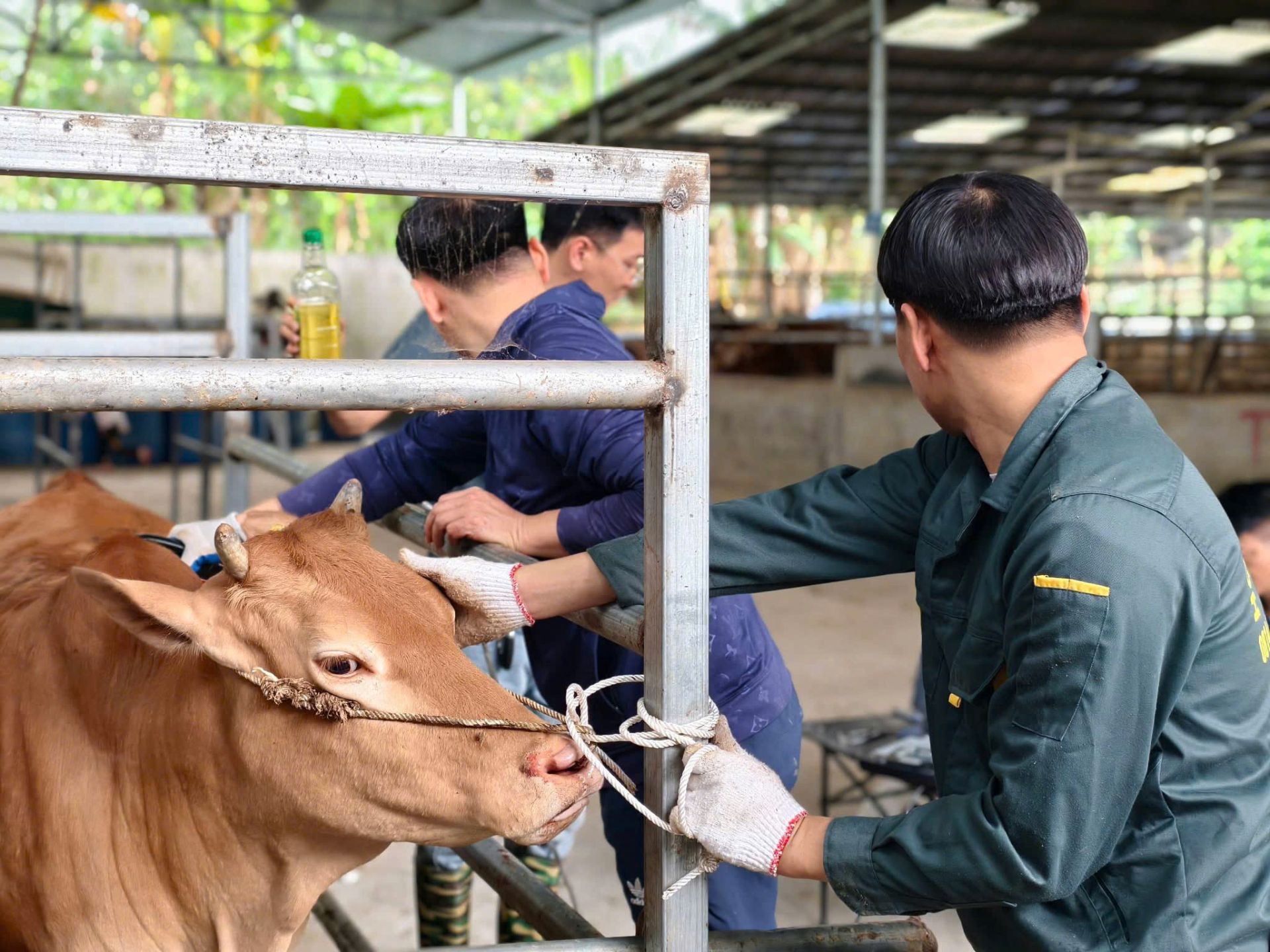 Đánh giá các chỉ số kỹ thuật trên đàn bò tại HTX Cát Lý Đánh giá các chỉ số kỹ thuật trên đàn bò tại HTX Cát Lý