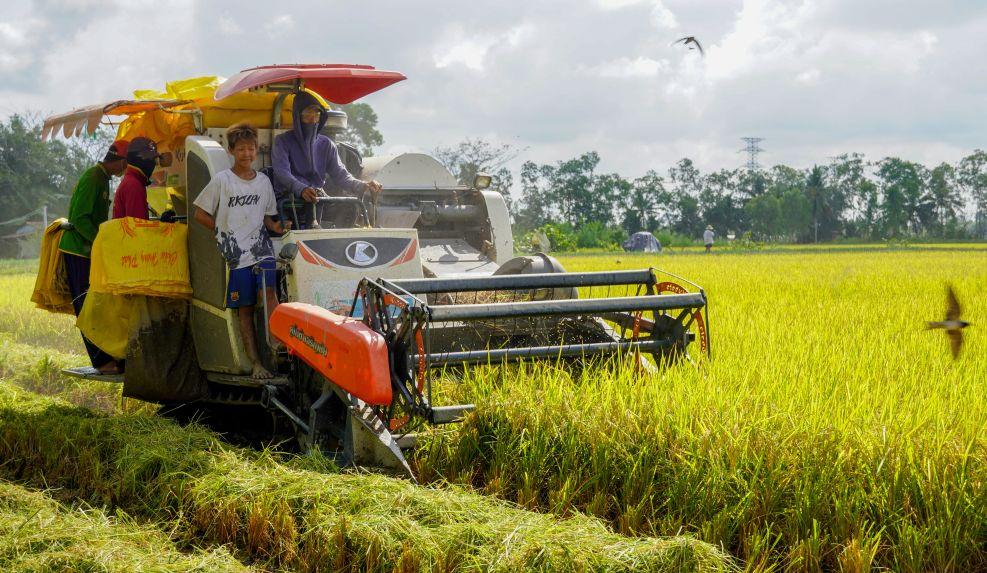 Giá lúa gạo hôm nay 18/7: Lúa tươi tăng mạnh tới 500 đồng/kg, gạo xuất khẩu giữ giá