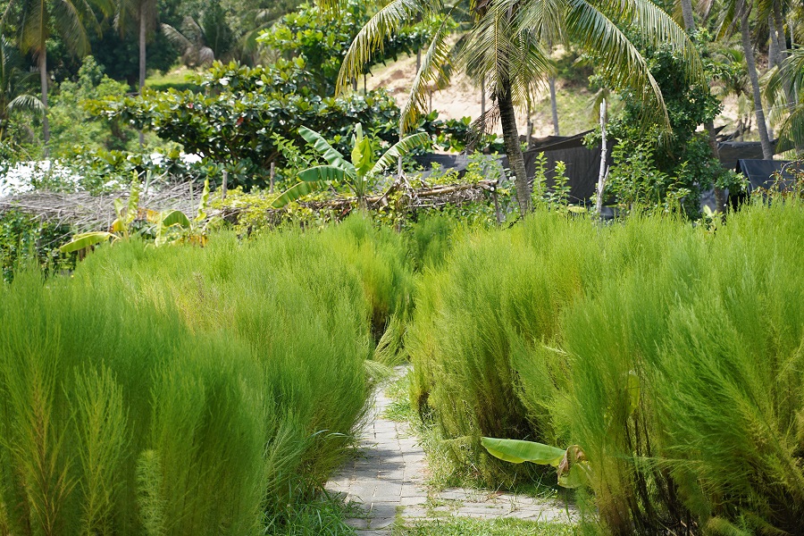 Mô hình rừng thì là. Mô hình rừng thì là.