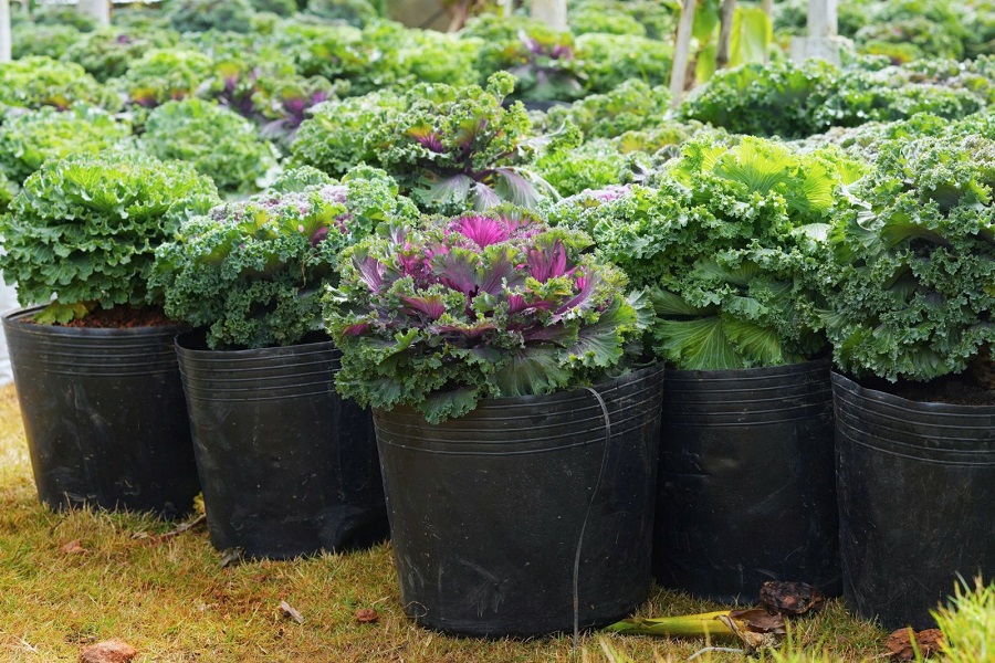 Bên cạnh nội dung lý thuyết, học viên còn được tiếp cận những kinh nghiệm thực tiễn từ các mô hình hợp tác xã tiêu biểu. Bên cạnh nội dung lý thuyết, học viên còn được tiếp cận những kinh nghiệm thực tiễn từ các mô hình hợp tác xã tiêu biểu.