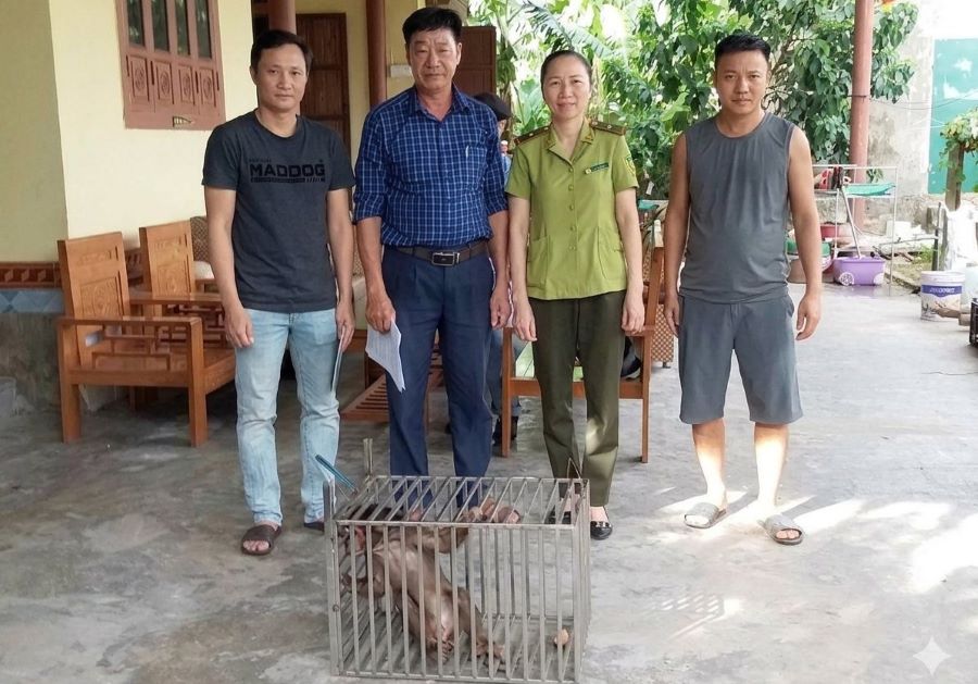 Quảng Trị: Tiếp nhận và cứu hộ cá thể khỉ mặt đỏ quý hiếm