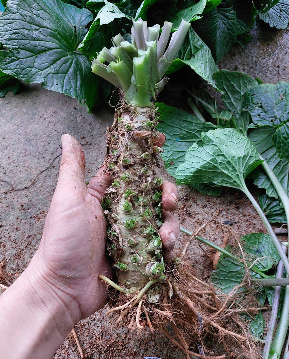 Anh Tuyển đang mở rộng diện t&iacute;ch wasabi để tăng nguồn cung củ ra thị trường. (Ảnh: NVCC)