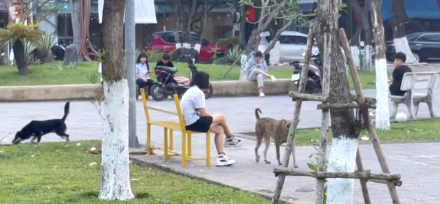 Đà Nẵng: Phường Ngũ Hành Sơn lập tổ bắt giữ chó, mèo thả rông