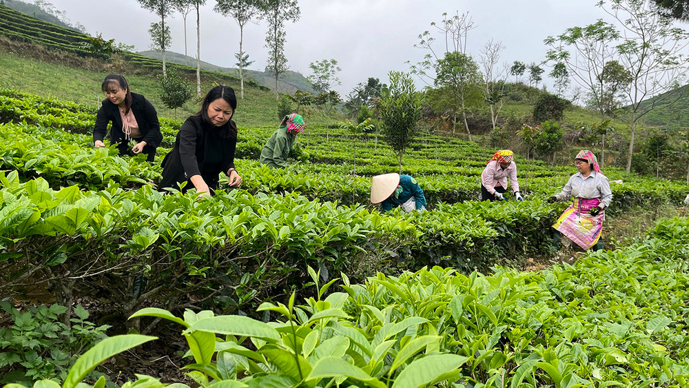 Lào Cai tăng cường quản lý mã số vùng trồng, cơ sở đóng gói nhằm bảo vệ uy tín nông sản xuất khẩu