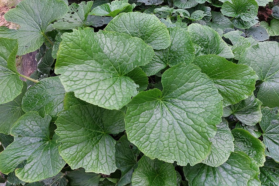 Ngay cả l&aacute; c&acirc;y wasabi cũng c&oacute; gi&aacute; tới 200.000 đồng/kg. (Ảnh: NVCC)