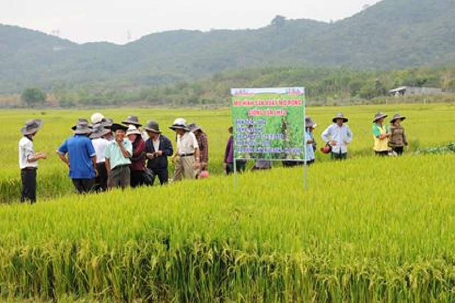 Hội thảo đầu bờ M&ocirc; h&igrave;nh sản xuất mở rộng giống l&uacute;a LH12.